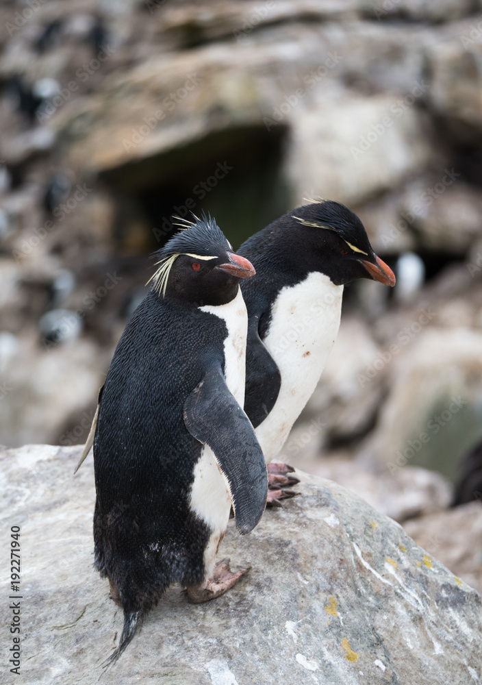 Fototapeta premium Rockhopper Penguins Atop a Boulder with one penguin looking toward the camera and the other looking over the edge.