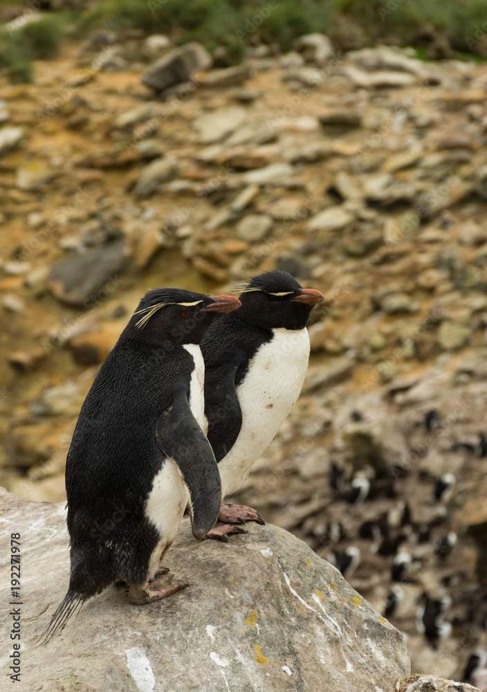 Fototapeta premium A pair of rockhopper penguins standing side by side on a boulder at the edge of a cliff. Shallow depth of field.