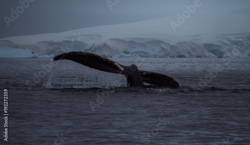 Water Rolling Off a whale's tail fluke. A snowy mountain with a glacier is in the background. Photographed at dusk. © tloventures