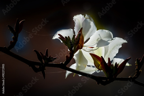 Blossoming bauhinia purpurea is a native tree in China and is very popular in...