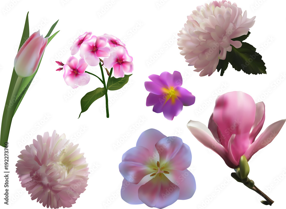 Fototapeta premium set of seven pink flowers isolated on white