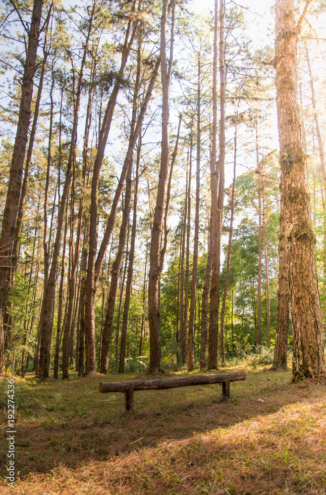 Timber chair in pine nature forest with yellow sunlight on morning Timber chair in pine nature forest with yellow sunlight on morning