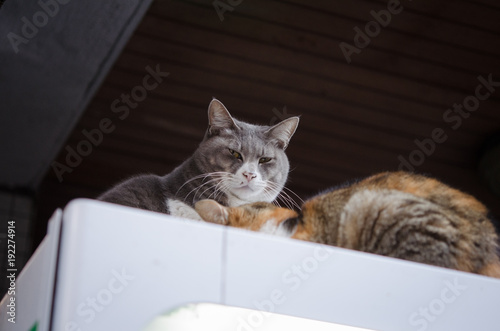 Undomesticated Cats Relaxing on an Automated Vending Machine © KritaYuga