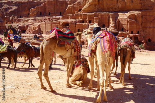 Petra, Jordan - Bedouin camels and donkeys waiting for tourists at Petra archaeological ancient city of Petra, Wadi Musa, Middle East