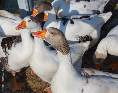 White geese, farmyard goose in grass photo