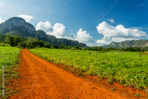 Fotografie Vinales, Cuba. Tobacco farming