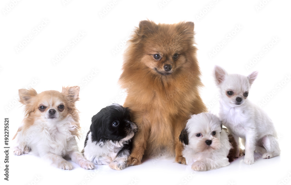 little dogs in studio little dogs in studio