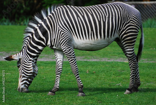 Zebra frisst sattes gr  nes Gras auf Weide