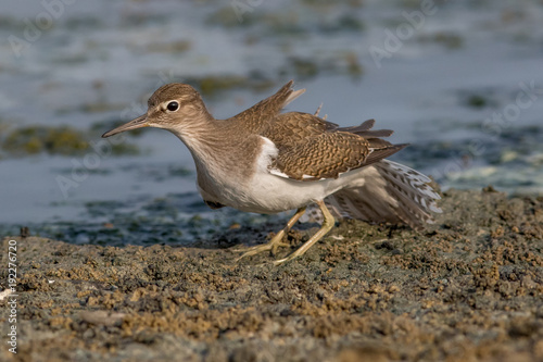 bird, sandpiper, wildlife  photo