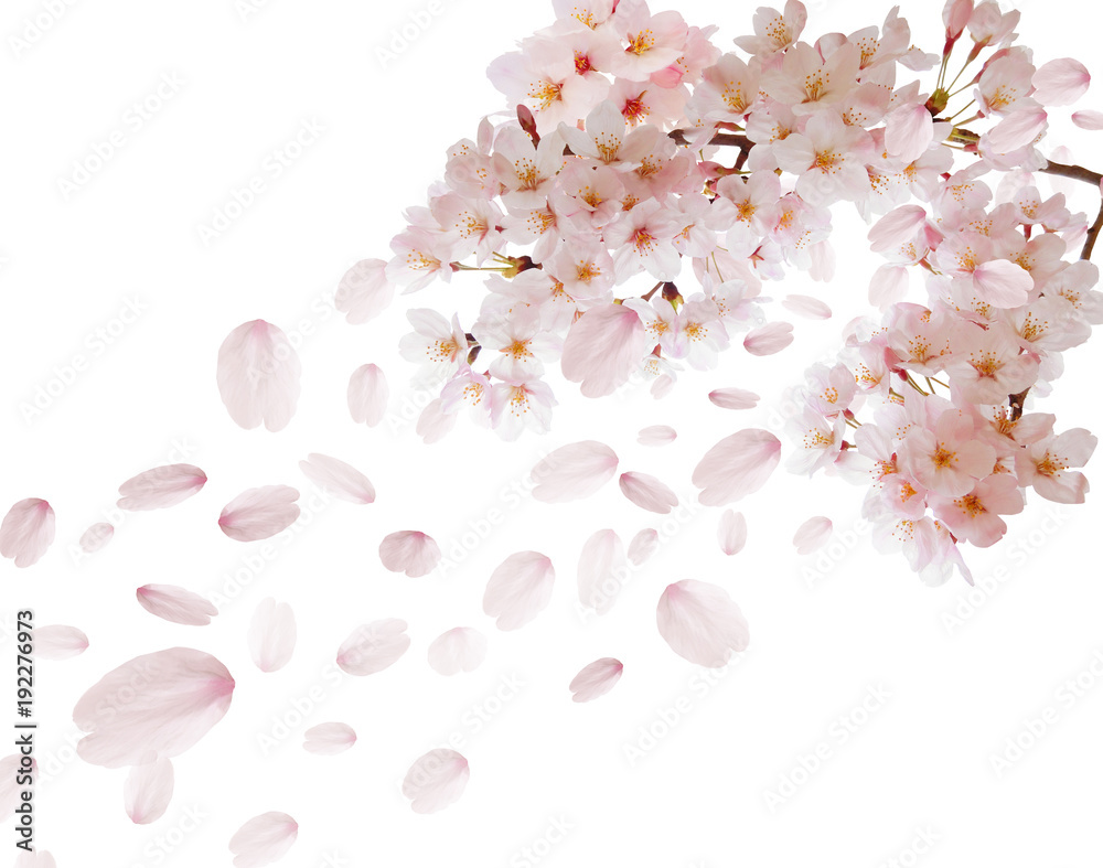 桜舞い散る白背景素材 Stock 写真 Adobe Stock