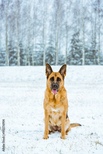 Dog portrait in snow at winter