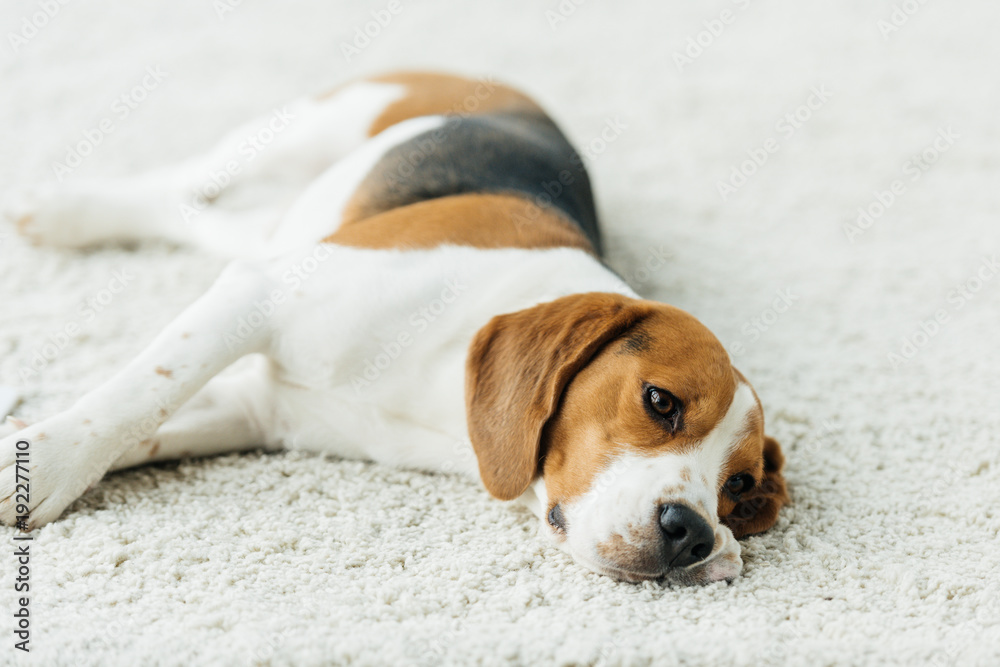 cute beagle lying on carpet at home