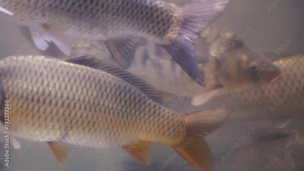 carp in the aquarium