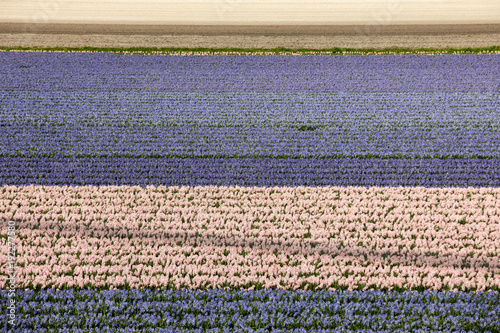 Tulip and hyacinth  fields of the Bollenstreek, South Holland, Netherlands photo