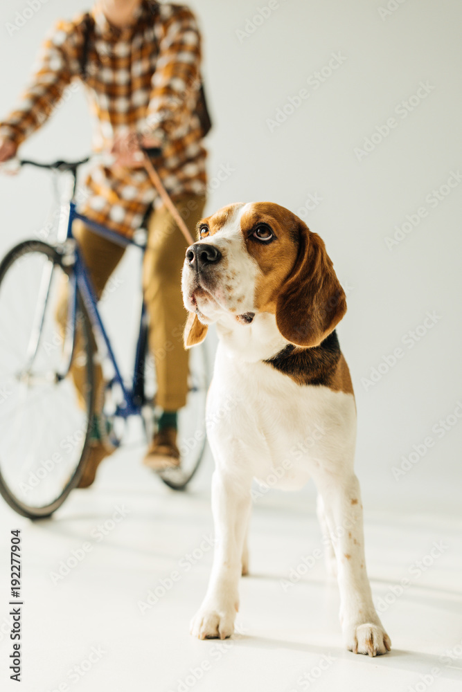 cropped image of bicycler with cute beagle on white