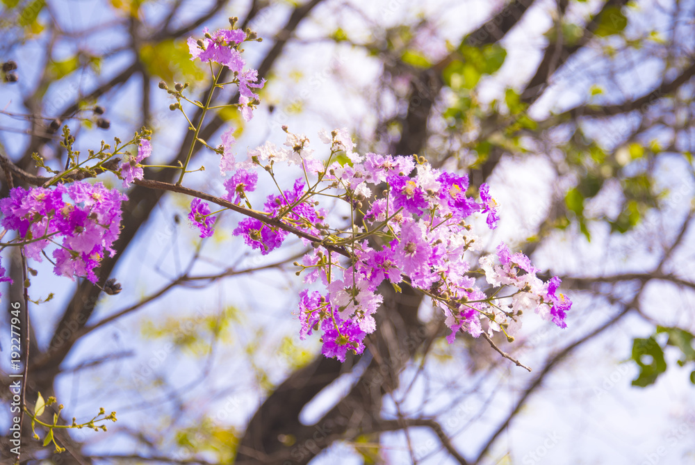 Lagerstroemia loudonii flower tree with soft light morning style Lagerstroemia loudonii flower tree with soft light morning style