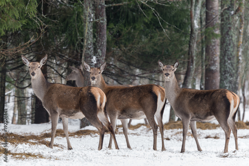 Three Magnificent Deer. Herd Of Adult Great Female Deer (Cervus Elaphus). Noble Red Deer, Standing In Belorussian Forest. Portrait Of Deer,While Looking At You In Winter Time. Belarus