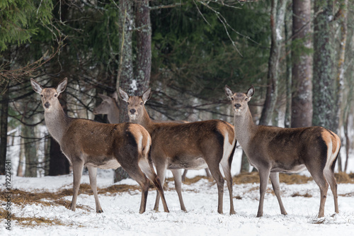 Obraz na płótnie Three Magnificent Deer. Herd Of Adult Great Female Deer (Cervus Elaphus). Noble Red Deer, Standing In Belorussian Forest. Portrait Of Deer,While Looking At You In Winter Time. Belarus w salonie