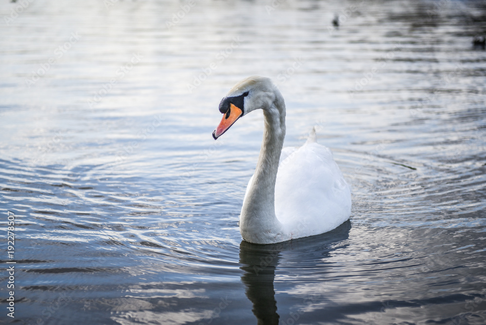 Naklejka premium Beautiful white swans floating on the water