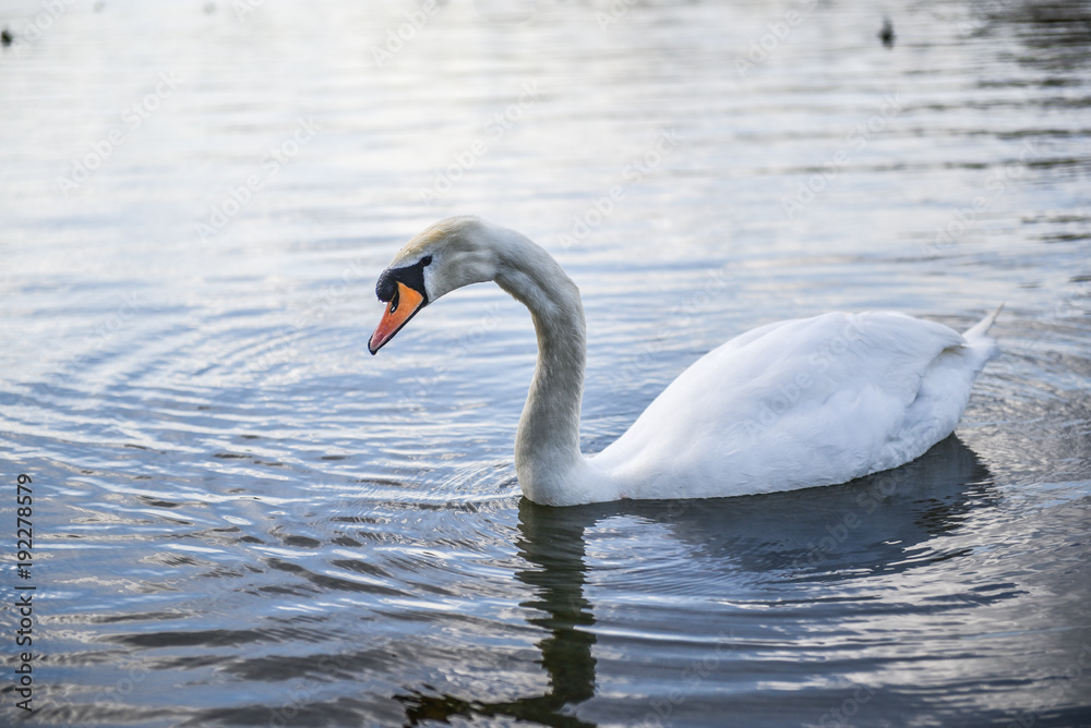 Beautiful white swans floating on the water Beautiful white swans floating on the water