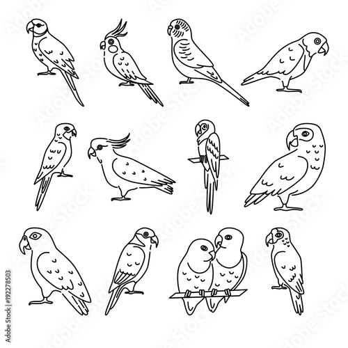Set of parrot icons in thin line style