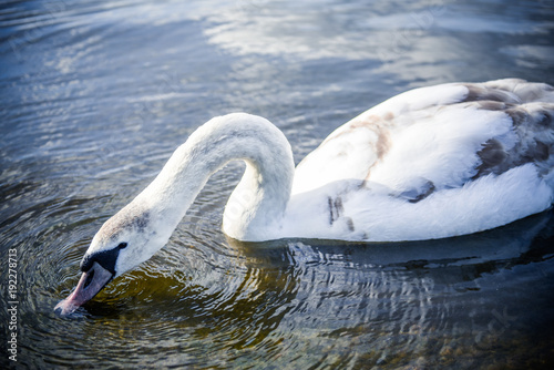 Fototapeta Naklejka Na Ścianę i Meble -  Single White Swan Swimming Gracefully On The Lake