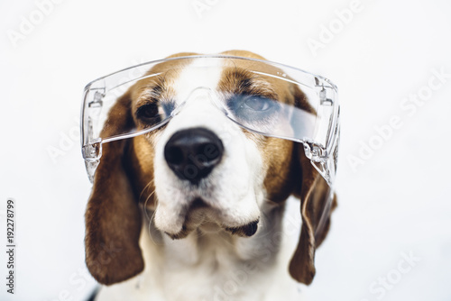 Tricolor beagle dog in safety glasses