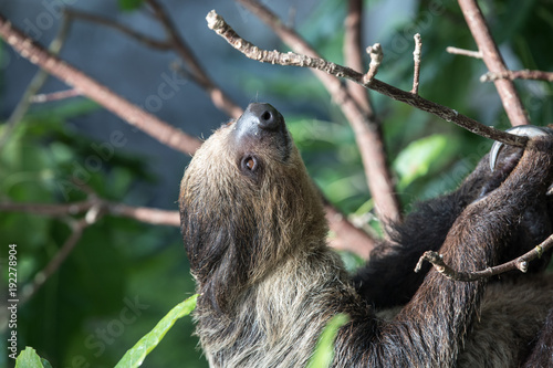 A relaxed sleepy Linnaeus's two-toed sloth (Choloepus didactylus) hanging in tree canopy. Dubai, UAE.