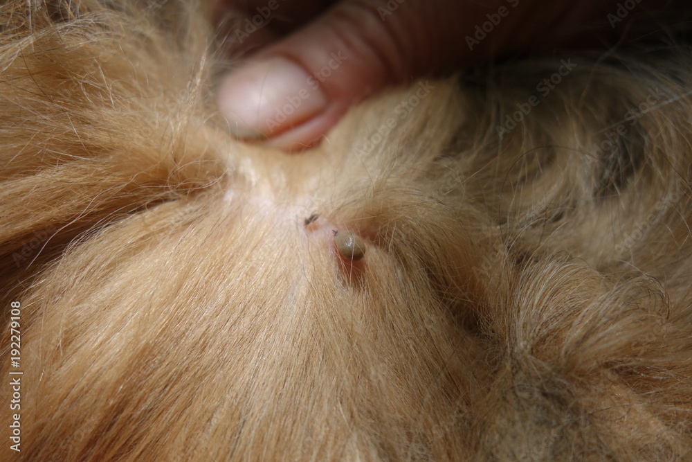 Help clean ticks from dogs Help clean ticks from dogs