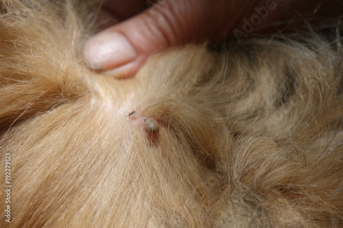 Help clean ticks from dogs