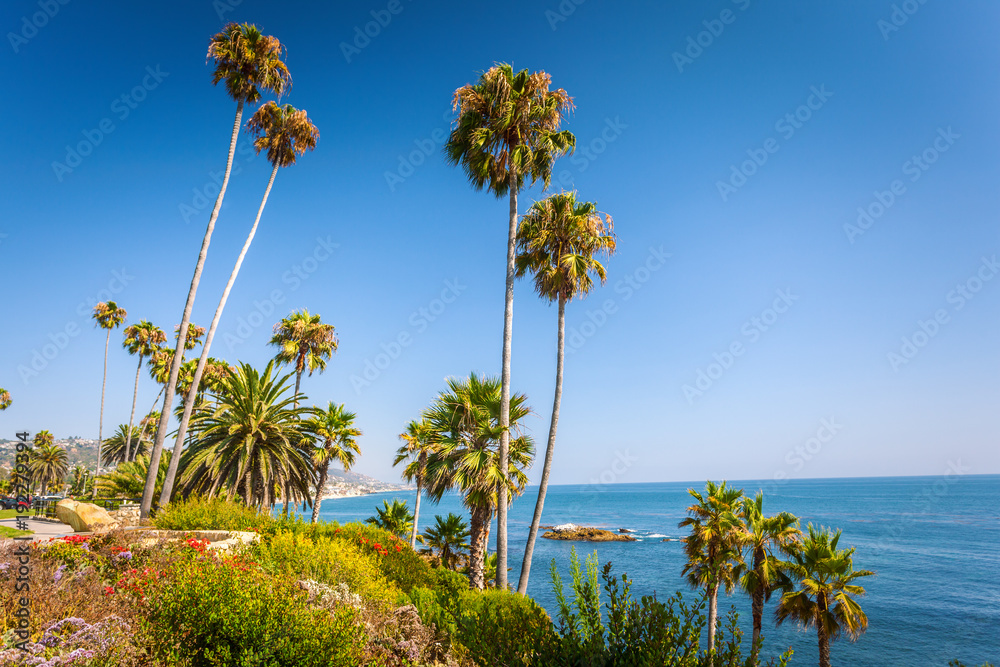 Fototapeta premium Tropical flora in Laguna Beach