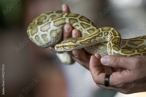 Close-up portrait of a young yellow pattern Burmese python (Python bivittatus) held in hand. Dubai, UAE.