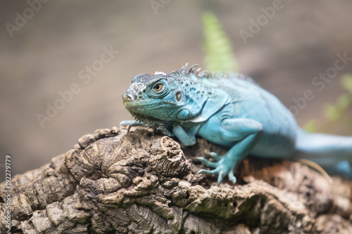 Close-up portrait of a blue iguana (Cyclura lewisi). Dubai, UAE. © Kertu