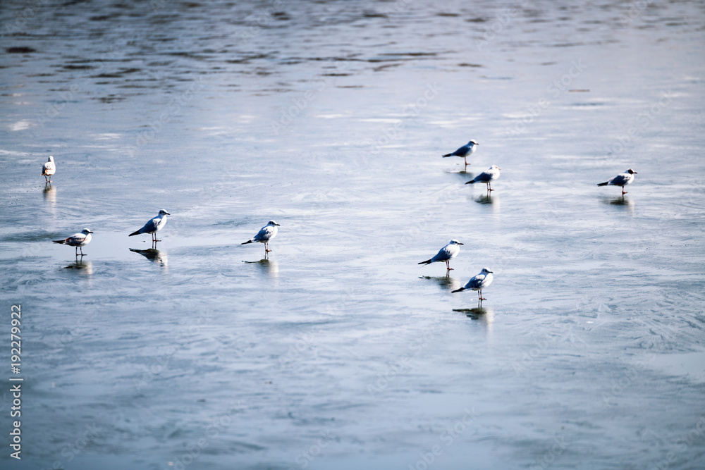 Flock of birds walking on frozen lake