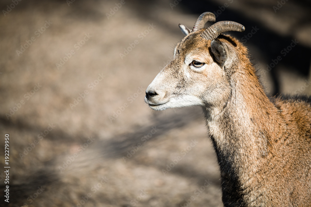 Portrait of mountain goat in nature park Portrait of mountain goat in nature park