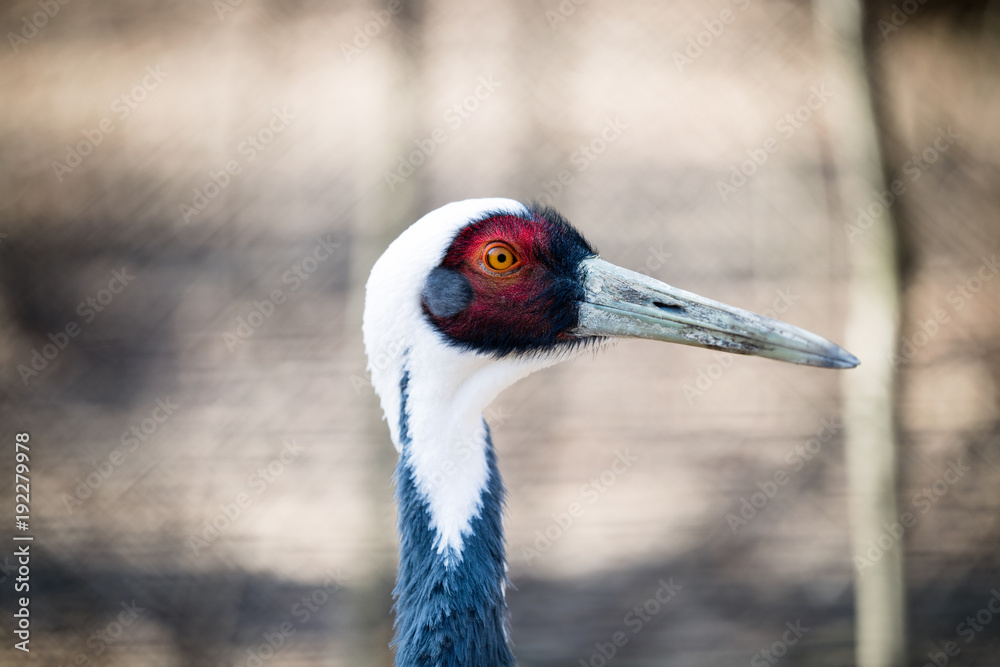 Portrait of white neck crane in nature