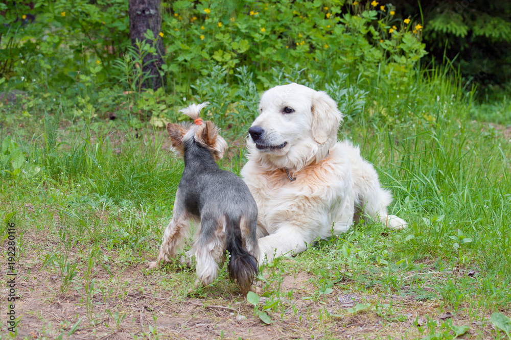 Two dogs - golden retriever and yorkshire terrier met on walk Two dogs - golden retriever and yorkshire terrier met on walk