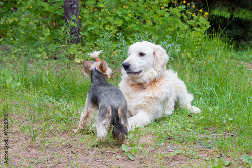Two dogs - golden retriever and  yorkshire terrier met on walk