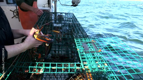 a wide view of a lobster being removed from a trap by a fisherman at portland, maine