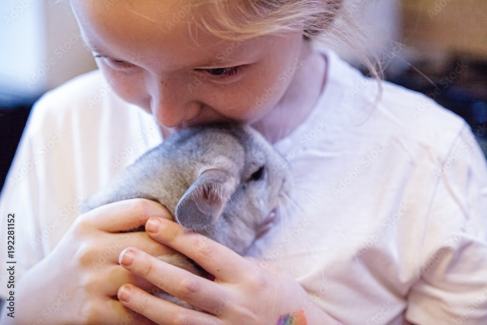 Little gray-white chinchilla sits on the hands Little gray-white chinchilla sits on the hands