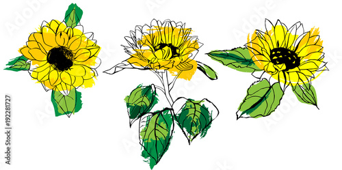Set of vector drawings of yellow sunflowers with green leaves