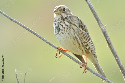 Corn bunting (Emberiza calandra) photo