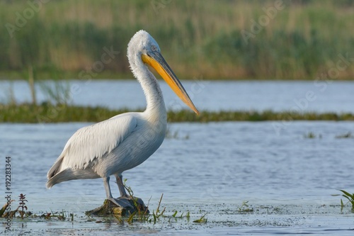 Bild auf Leinwand Dalmatian Pelican (Pelecanus crispus)