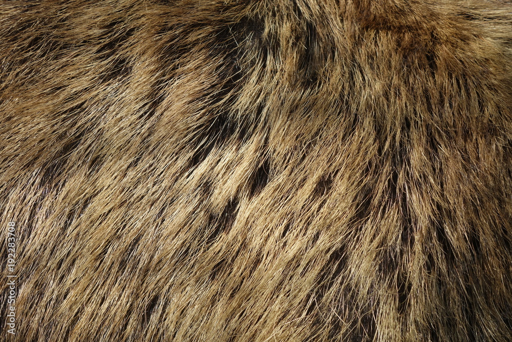 Boar fur texture, wildlife animal, close up Boar fur texture, wildlife animal, close up
