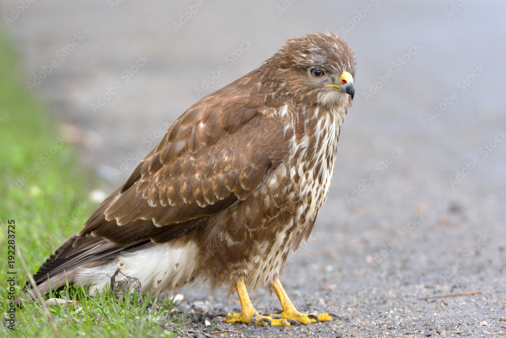 Obraz premium Common Buzzard (Buteo buteo) on the Ground