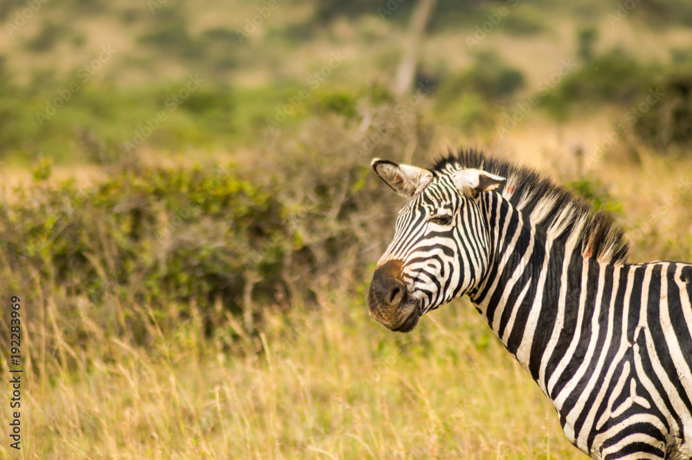 Zebra with ears down and a funny mimicry in the parkland of Nairobi Kenya Zebra with ears down and a funny mimicry in the parkland of Nairobi Kenya