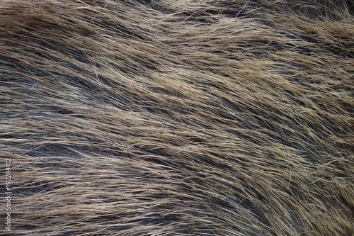 Boar fur texture, wildlife animal, close up