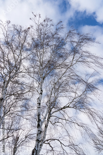 Leafless birch in winter in front of blue sky with beautiful clouds
