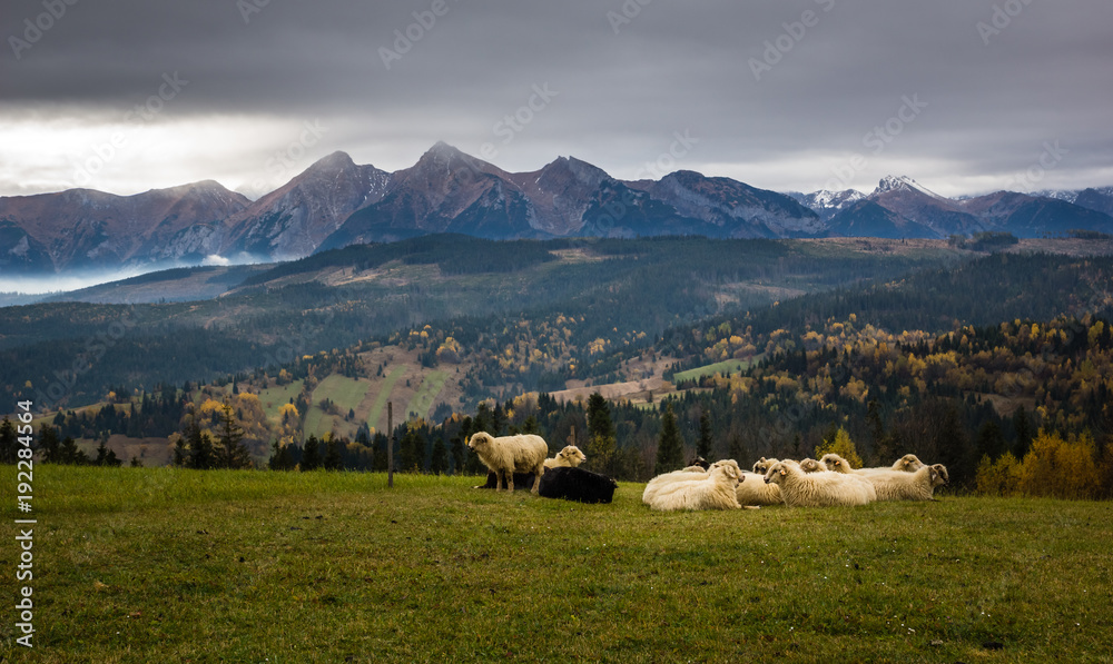 Sheeps on the meadow in Tatra mountains, Poland