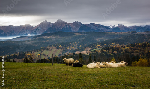 Obraz na płótnie Sheeps on the meadow in Tatra mountains, Poland w salonie
